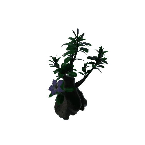 Flower Adenium5.1